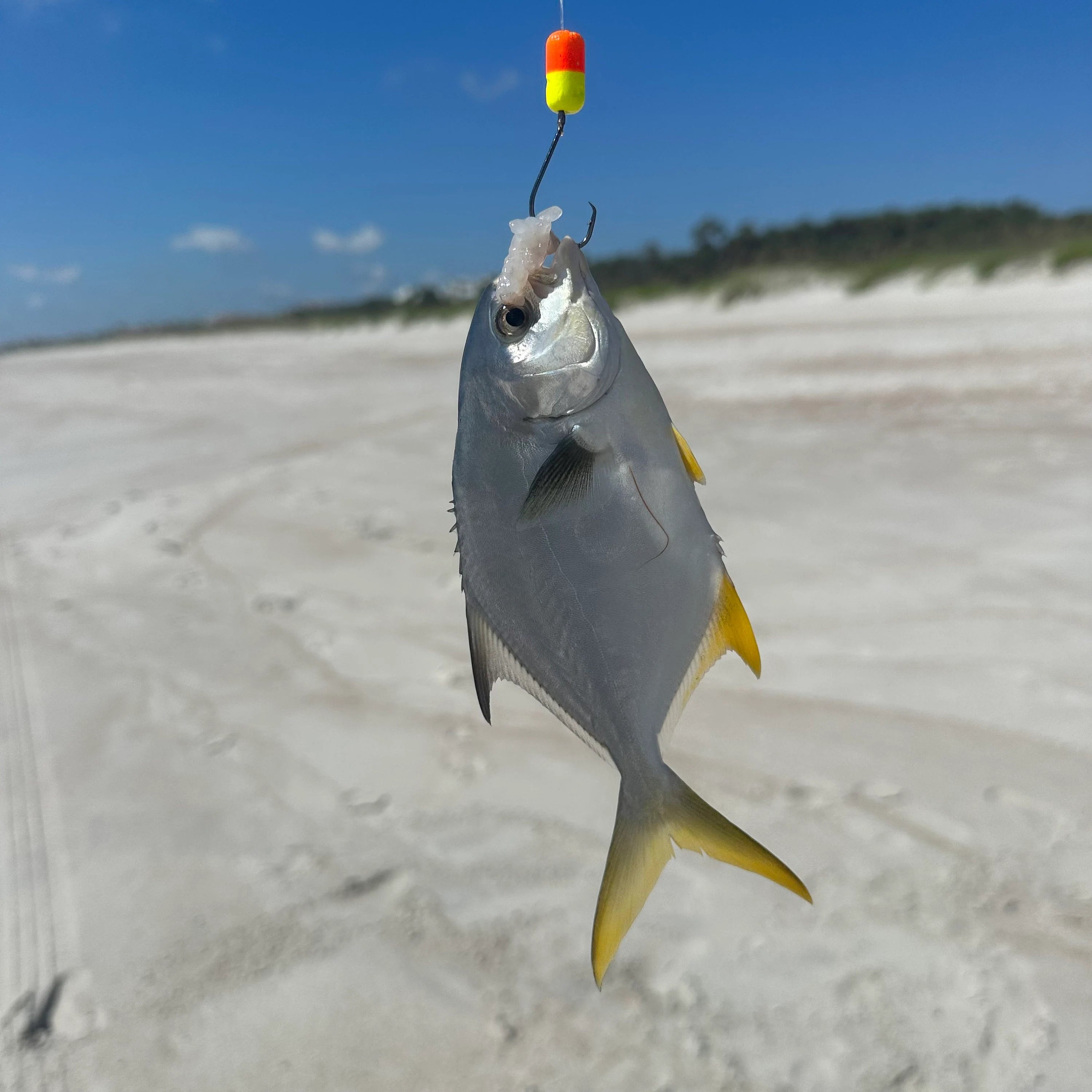 Gourami 6/12PCS Saltwater Pompano Rigs for Surf Fishing,Double Drops Pompano  Rig with Floats,Florida Offshore Surf Fishing : : Sports &  Outdoors